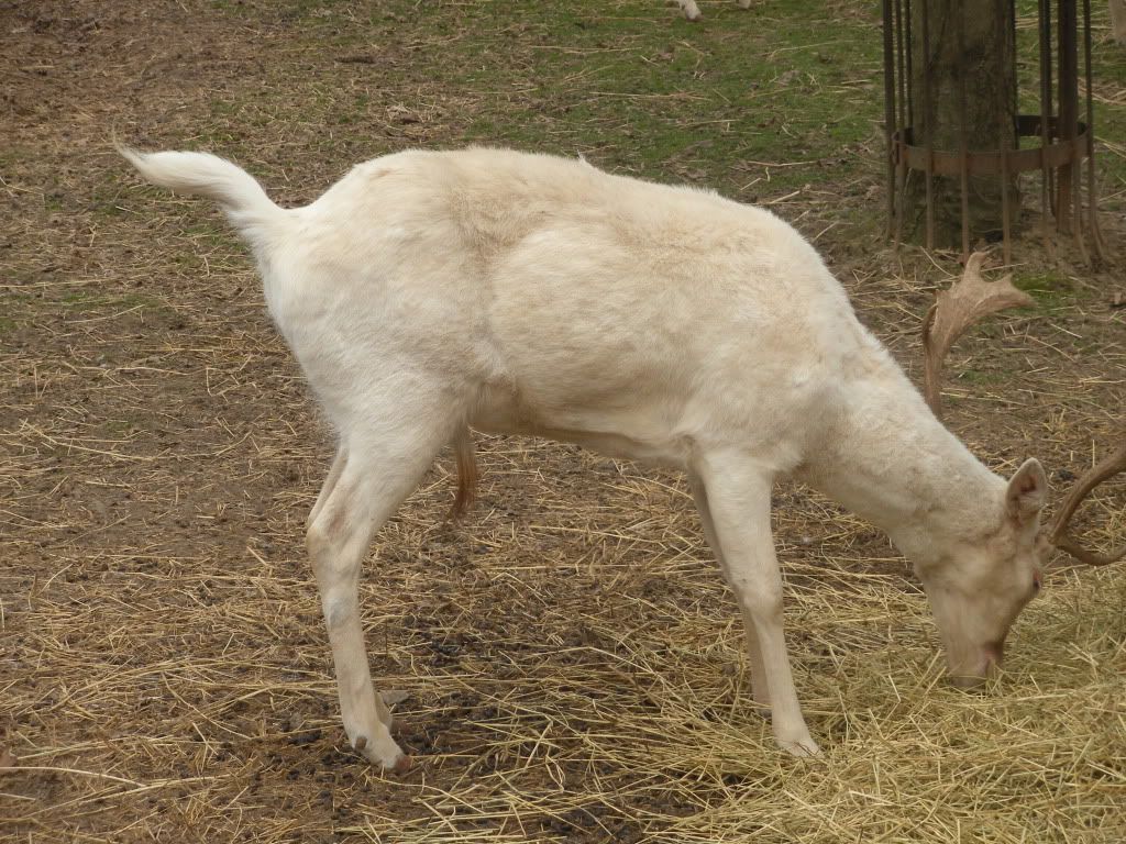 Goat... Pooping! Photo by natbears Photobucket